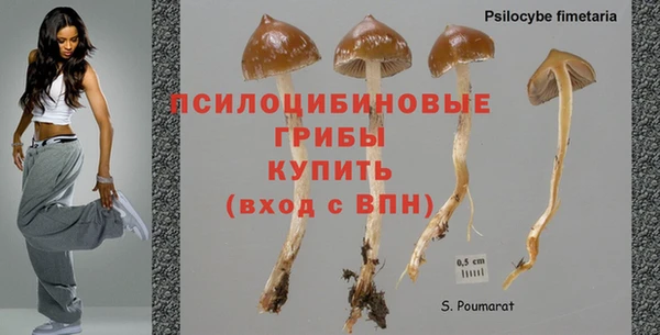 прущие грибы Бородино