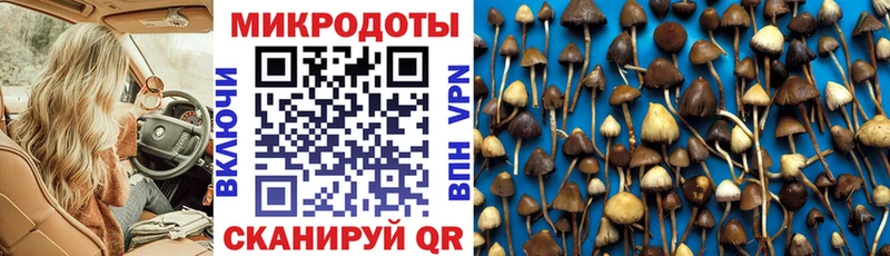 Галлюциногенные грибы Psilocybe  Валуйки 